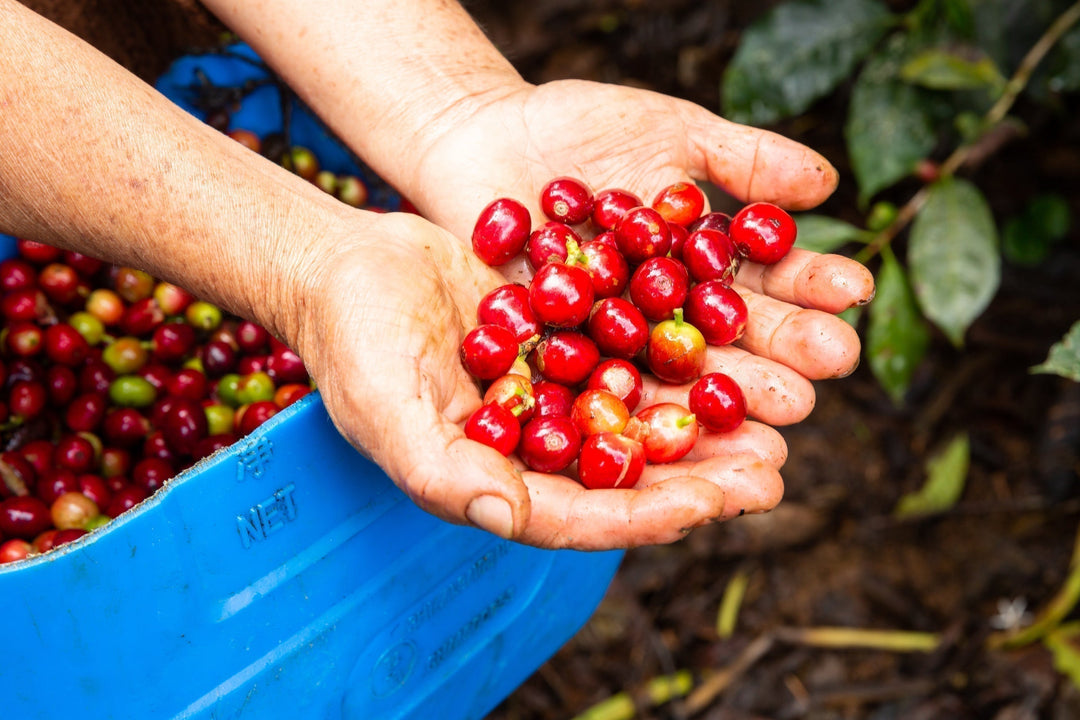 World Fair Trade Day: Small Choices, Global Impact