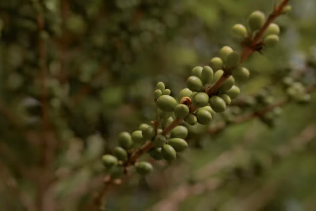 Celebrating Coffee, Honoring Farmers and Communities