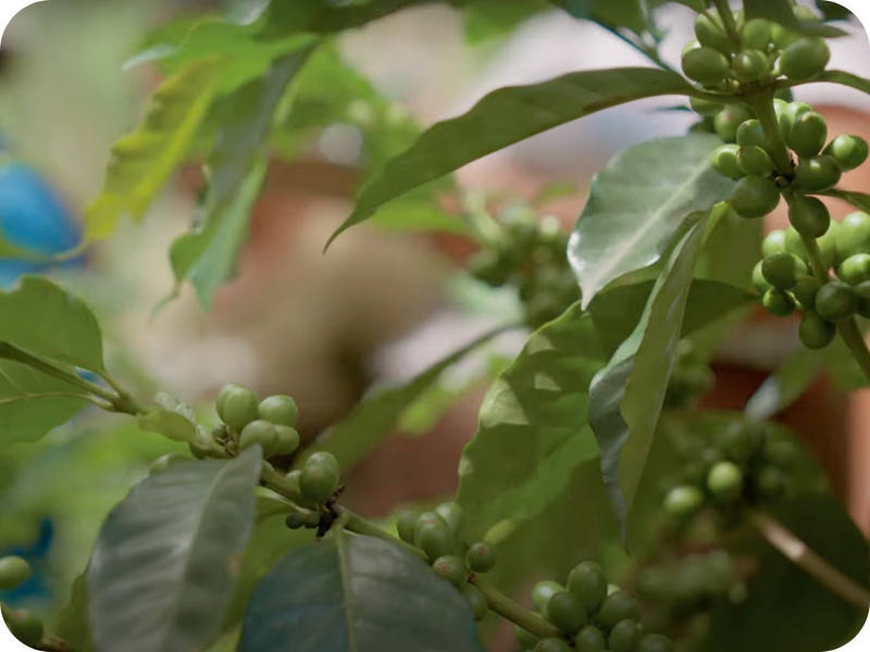 Growing Toward a Sustainable Future